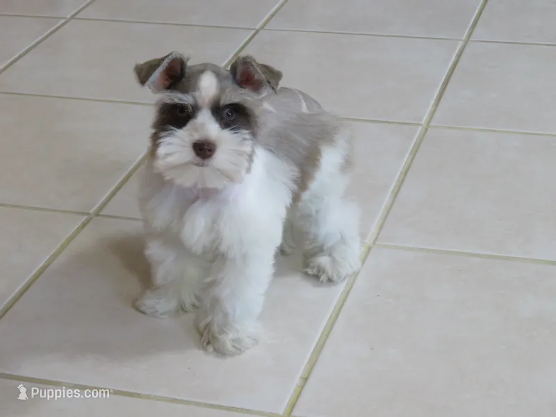 TCup Female #2 – Miniature Schnauzer puppy for sale in Thornton, IA