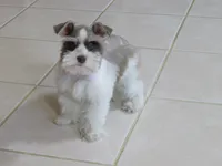 TCup Female #2, a female Miniature Schnauzer for sale in Thornton, IA – 1 of 5