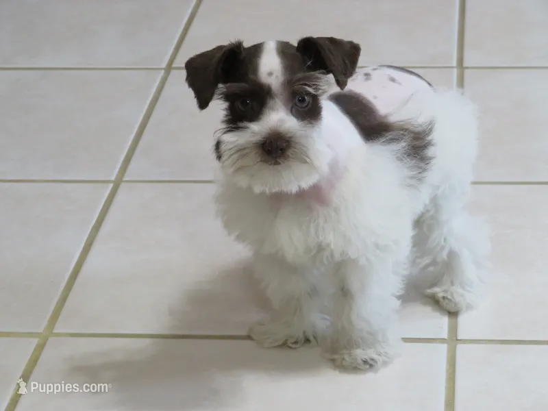 TCup Female #1 – Miniature Schnauzer puppy for sale in Thornton, IA