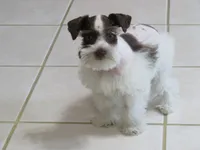 TCup Female #1, a female Miniature Schnauzer for sale in Thornton, IA – 1 of 5