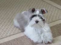 Tiny Toy Female , a female Miniature Schnauzer for sale in Thornton, IA – 5 of 9