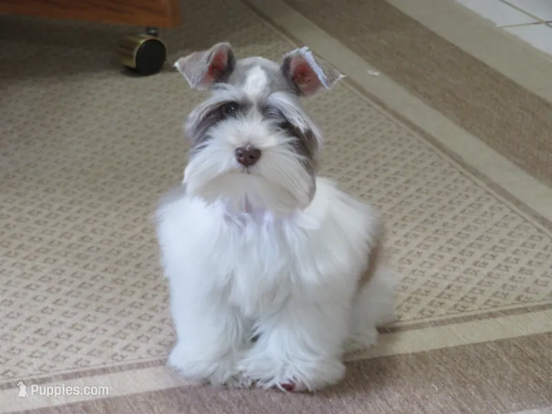 Tiny Toy Female  – Miniature Schnauzer puppy for sale in Thornton, IA