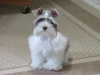 Tiny Toy Female , a female Miniature Schnauzer for sale in Thornton, IA – 1 of 9