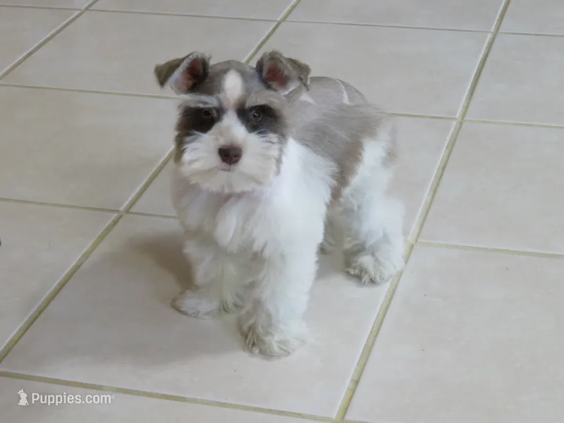 TCup Female #2 – Miniature Schnauzer puppy for sale in Thornton, IA