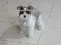 TCup Female #2, a female Miniature Schnauzer for sale in Thornton, IA – 2 of 5