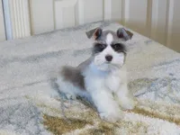 TCup Female #2, a female Miniature Schnauzer for sale in Thornton, IA – 4 of 5
