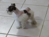 TCup Female #1, a female Miniature Schnauzer for sale in Thornton, IA – 3 of 5