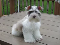 Tiny Toy Female , a female Miniature Schnauzer for sale in Thornton, IA – 4 of 9