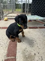 Lime green collar, a male Doberman Pinscher for sale in Soddy Daisy, TN – 3 of 3