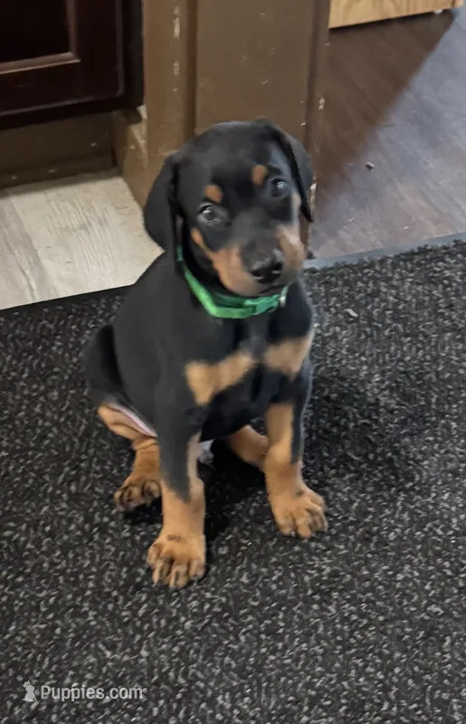 Green collar – Doberman Pinscher puppy for sale in Soddy Daisy, TN