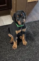Green collar, a male Doberman Pinscher for sale in Soddy Daisy, TN – 1 of 3