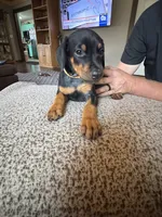 Yellow collar , a female Doberman Pinscher for sale in Soddy Daisy, TN – 2 of 2