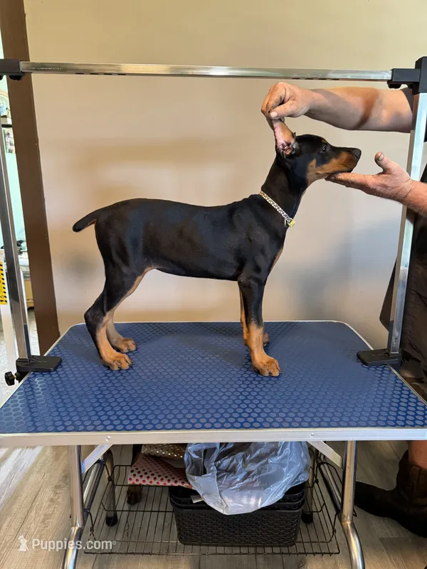 Daisy  – Doberman Pinscher puppy for sale in Soddy Daisy, TN