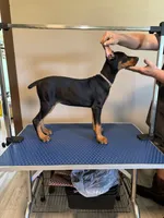 Daisy , a female Doberman Pinscher for sale in Soddy Daisy, TN – 1 of 3