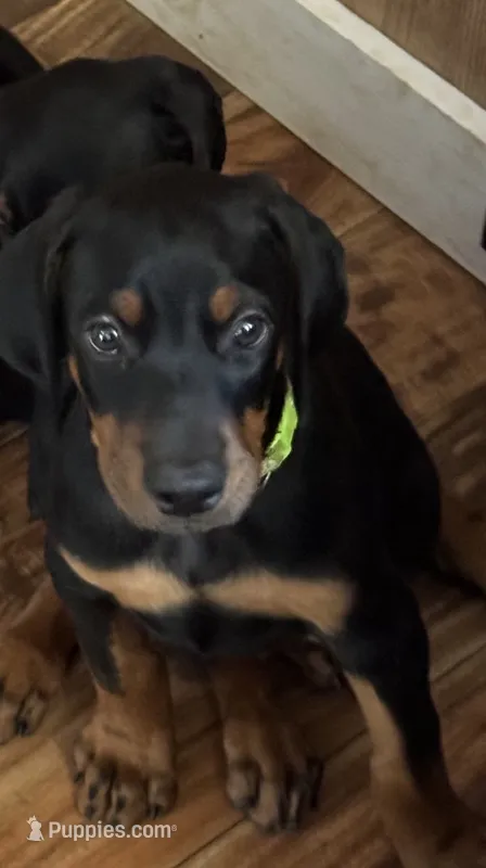 Lime green collar – Doberman Pinscher puppy for sale in Soddy Daisy, TN