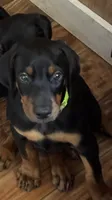 Lime green collar, a male Doberman Pinscher for sale in Soddy Daisy, TN – 1 of 3