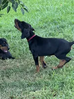 Maroon collar, a male Doberman Pinscher for sale in Soddy Daisy, TN – 3 of 3