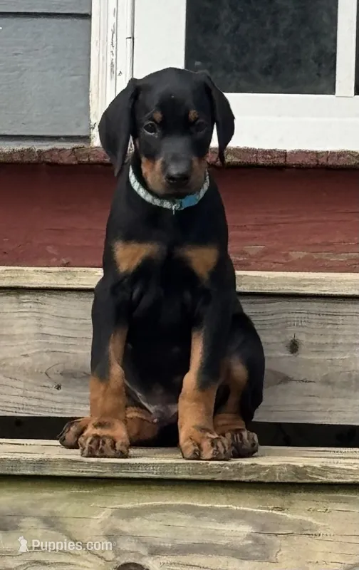 Light blue – Doberman Pinscher puppy for sale in Soddy Daisy, TN