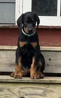 Light blue, a male Doberman Pinscher for sale in Soddy Daisy, TN – 1 of 3