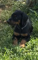 Black collar, a male Doberman Pinscher for sale in Soddy Daisy, TN – 2 of 2