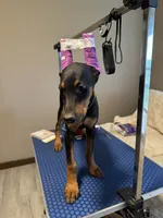Daisy , a female Doberman Pinscher for sale in Soddy Daisy, TN – 2 of 3