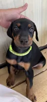 Lime green collar, a male Doberman Pinscher for sale in Soddy Daisy, TN – 2 of 3