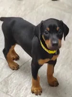 Yellow collar , a female Doberman Pinscher for sale in Soddy Daisy, TN – 1 of 2