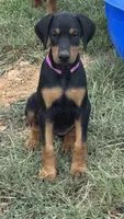 Purple, a female Doberman Pinscher for sale in Soddy Daisy, TN – 2 of 3