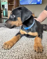 Blue collar, a male Doberman Pinscher for sale in Soddy Daisy, TN – 2 of 2