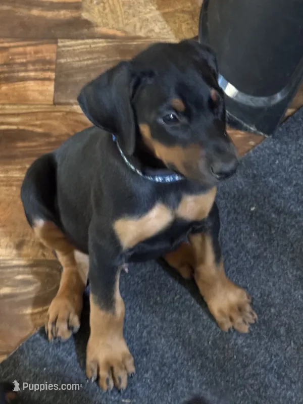Blue collar – Doberman Pinscher puppy for sale in Soddy Daisy, TN