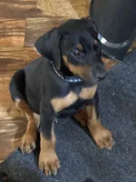 Blue collar, a male Doberman Pinscher for sale in Soddy Daisy, TN – 1 of 2