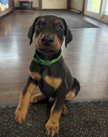 Green collar, a male Doberman Pinscher for sale in Soddy Daisy, TN – 3 of 3
