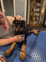 Daisy , a female Doberman Pinscher for sale in Soddy Daisy, TN – 3 of 3