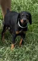 Light blue, a male Doberman Pinscher for sale in Soddy Daisy, TN – 2 of 3