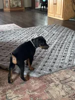 Black collar, a male Doberman Pinscher for sale in Soddy Daisy, TN – 1 of 2