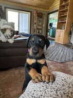 Purple collar , a female Doberman Pinscher for sale in Soddy Daisy, TN – 2 of 3