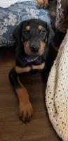 Purple collar , a female Doberman Pinscher for sale in Soddy Daisy, TN – 3 of 3