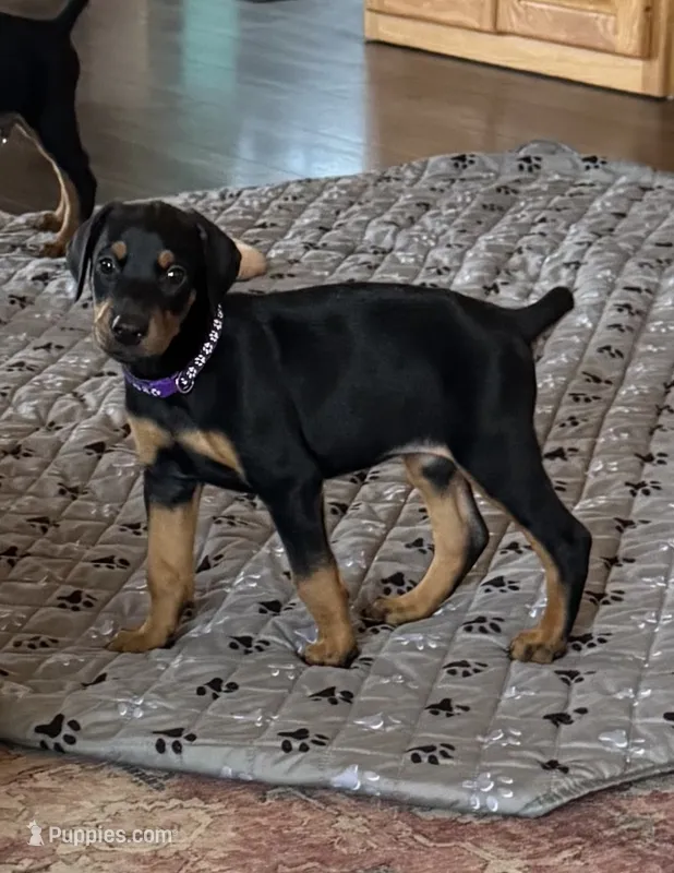 Purple collar  – Doberman Pinscher puppy for sale in Soddy Daisy, TN