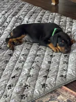 Green collar, a male Doberman Pinscher for sale in Soddy Daisy, TN – 2 of 3
