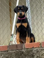 Purple, a female Doberman Pinscher for sale in Soddy Daisy, TN – 3 of 3