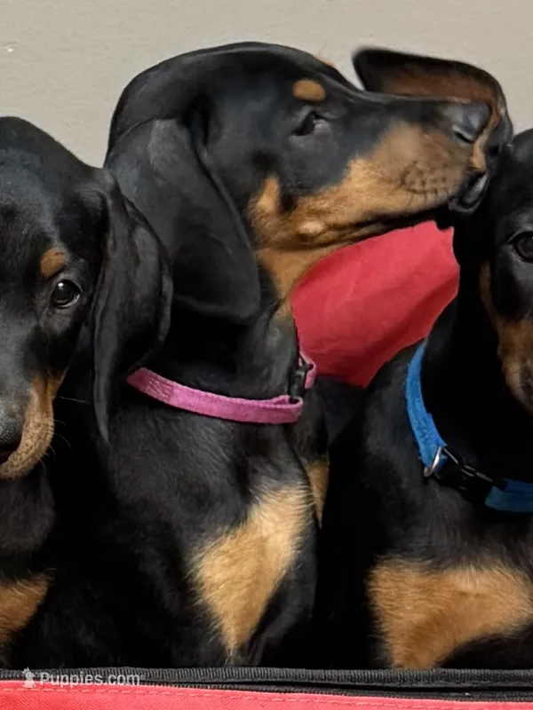 Purple – Doberman Pinscher puppy for sale in Soddy Daisy, TN