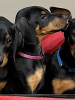 Purple, a female Doberman Pinscher for sale in Soddy Daisy, TN – 1 of 3