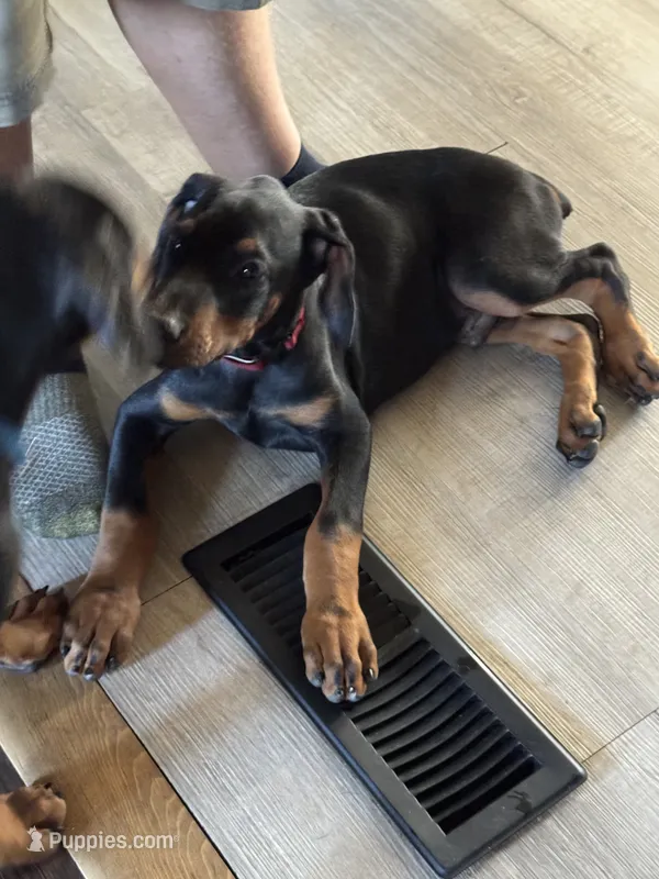 Maroon collar – Doberman Pinscher puppy for sale in Soddy Daisy, TN