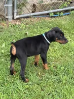 Light blue, a male Doberman Pinscher for sale in Soddy Daisy, TN – 3 of 3