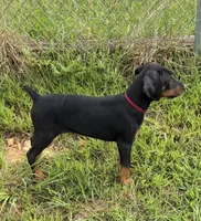Maroon collar, a male Doberman Pinscher for sale in Soddy Daisy, TN – 2 of 3