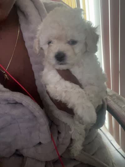 Chloe, a female Maltipoo for sale in Jacksonville, FL – 3 of 3