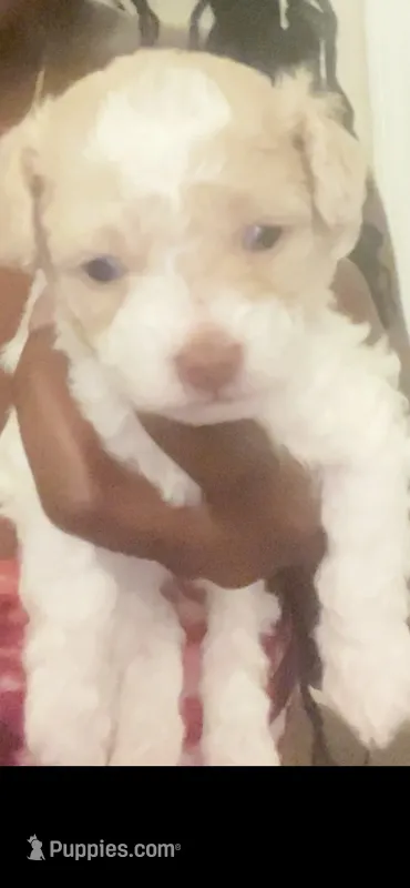 Lady – Maltipoo puppy for sale in Jacksonville, FL
