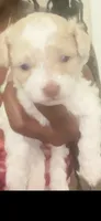 Lady, a female Maltipoo for sale in Jacksonville, FL – 1 of 3