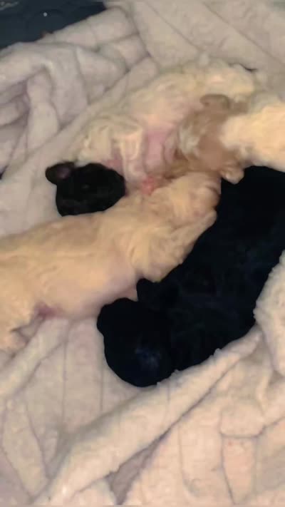 Lady, a female Maltipoo for sale in Jacksonville, FL – 3 of 3