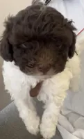 Spot, a male Maltipoo for sale in Jacksonville, FL – 2 of 3